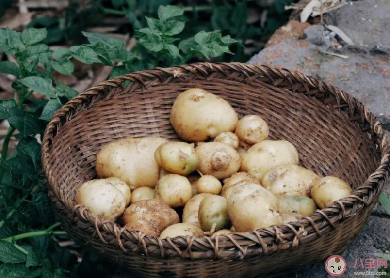 土豆為什么得名馬鈴薯 螞蟻莊園4月5日答案 土豆為什么得名馬鈴薯 螞蟻莊園4月5日答案