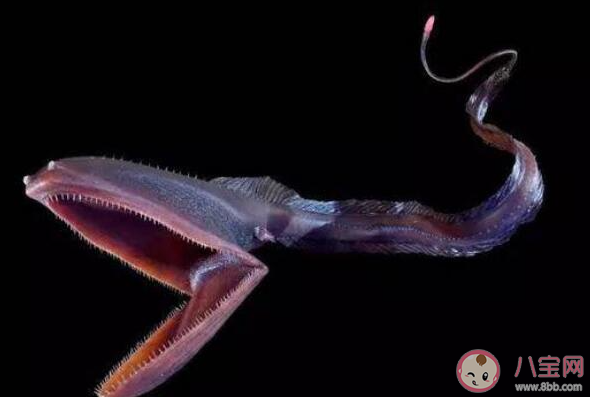 以下哪種深海魚(yú)長(zhǎng)著鵜鶘一般的大嘴被稱(chēng)為鵜鶘鰻魚(yú) 神奇海洋4月7日答案 以下哪種深海魚(yú)長(zhǎng)著鵜鶘一般的大嘴被稱(chēng)為鵜鶘鰻魚(yú) 神奇海洋4月7日答案
