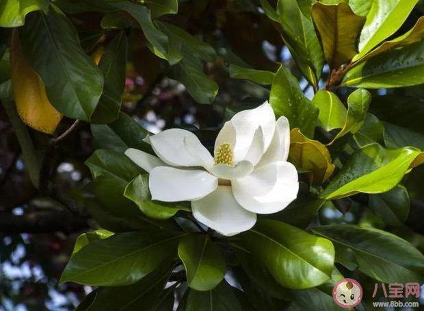 以下哪種早春花卉有望春花之稱 螞蟻莊園4月8日答案 以下哪種早春花卉有望春花之稱 螞蟻莊園4月8日答案