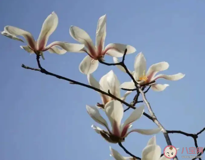 以下哪種早春花卉有望春花之稱 螞蟻莊園4月8日答案 以下哪種早春花卉有望春花之稱 螞蟻莊園4月8日答案