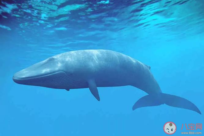 以下哪個(gè)海域是藍(lán)鯨分布較多的區(qū)域 神奇海洋4月8日答案 以下哪個(gè)海域是藍(lán)鯨分布較多的區(qū)域 神奇海洋4月8日答案