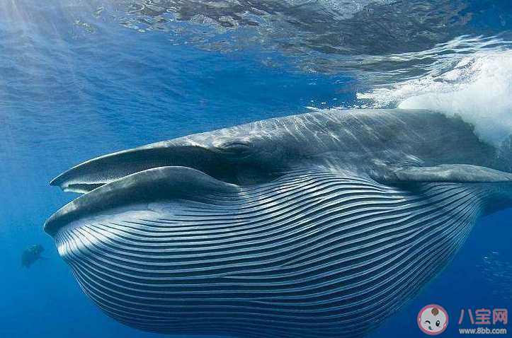 以下哪個(gè)海域是藍(lán)鯨分布較多的區(qū)域 神奇海洋4月8日答案 以下哪個(gè)海域是藍(lán)鯨分布較多的區(qū)域 神奇海洋4月8日答案