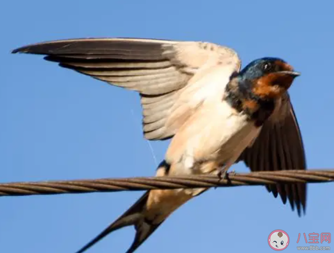 冬去春來的小燕子每年都會筑新巢嗎 螞蟻莊園4月9日答案 冬去春來的小燕子每年都會筑新巢嗎 螞蟻莊園4月9日答案